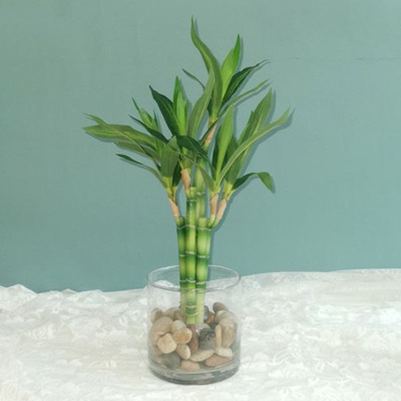 Новый искусственный суккулент  – обзор и цена Snake Plant