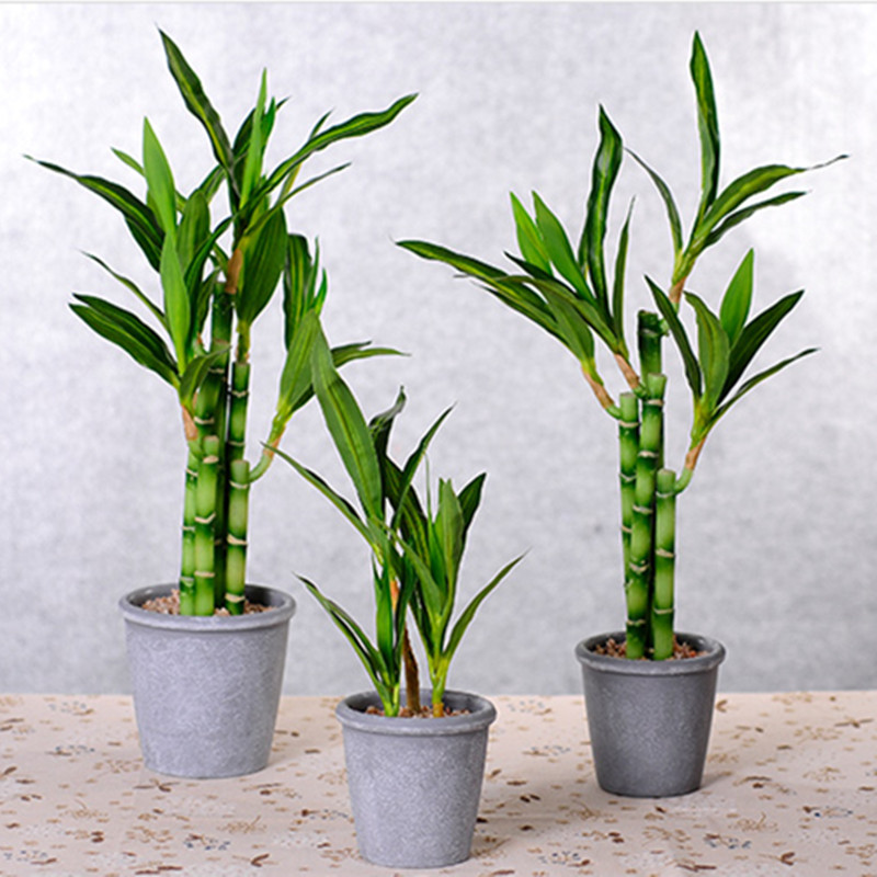 Новый искусственный суккулент  – обзор и цена Snake Plant