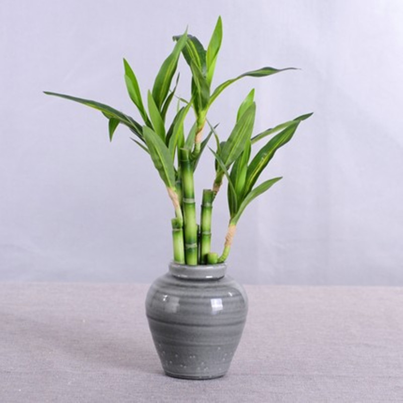 Новый искусственный суккулент  – обзор и цена Snake Plant
