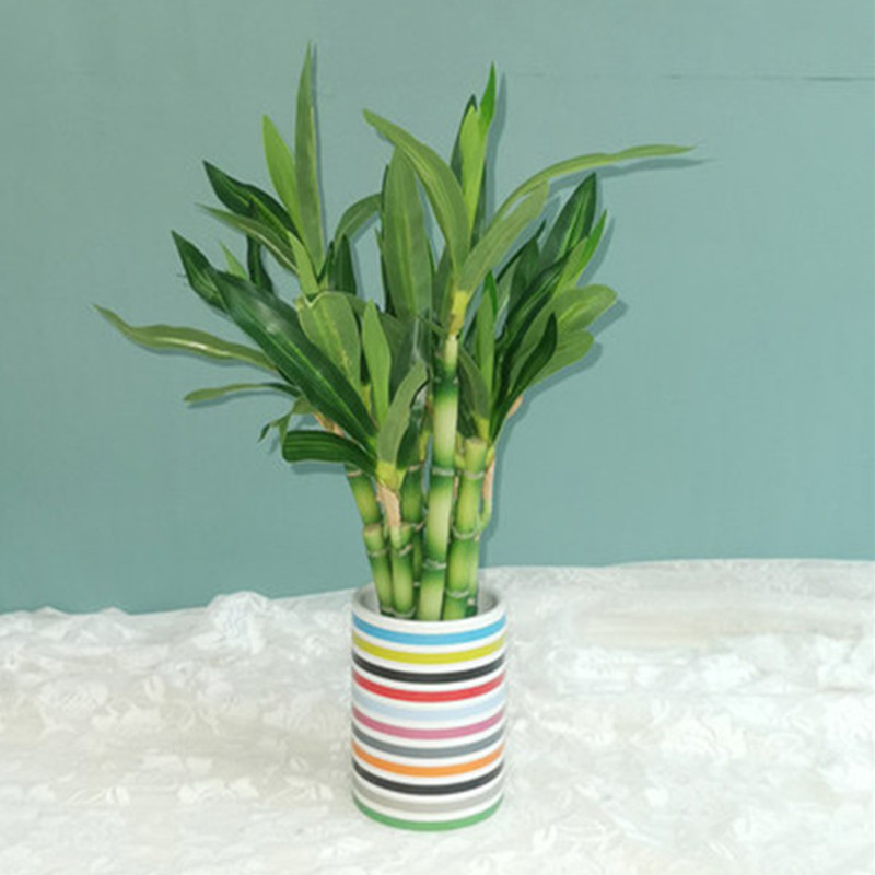 Новый искусственный суккулент  – обзор и цена Snake Plant