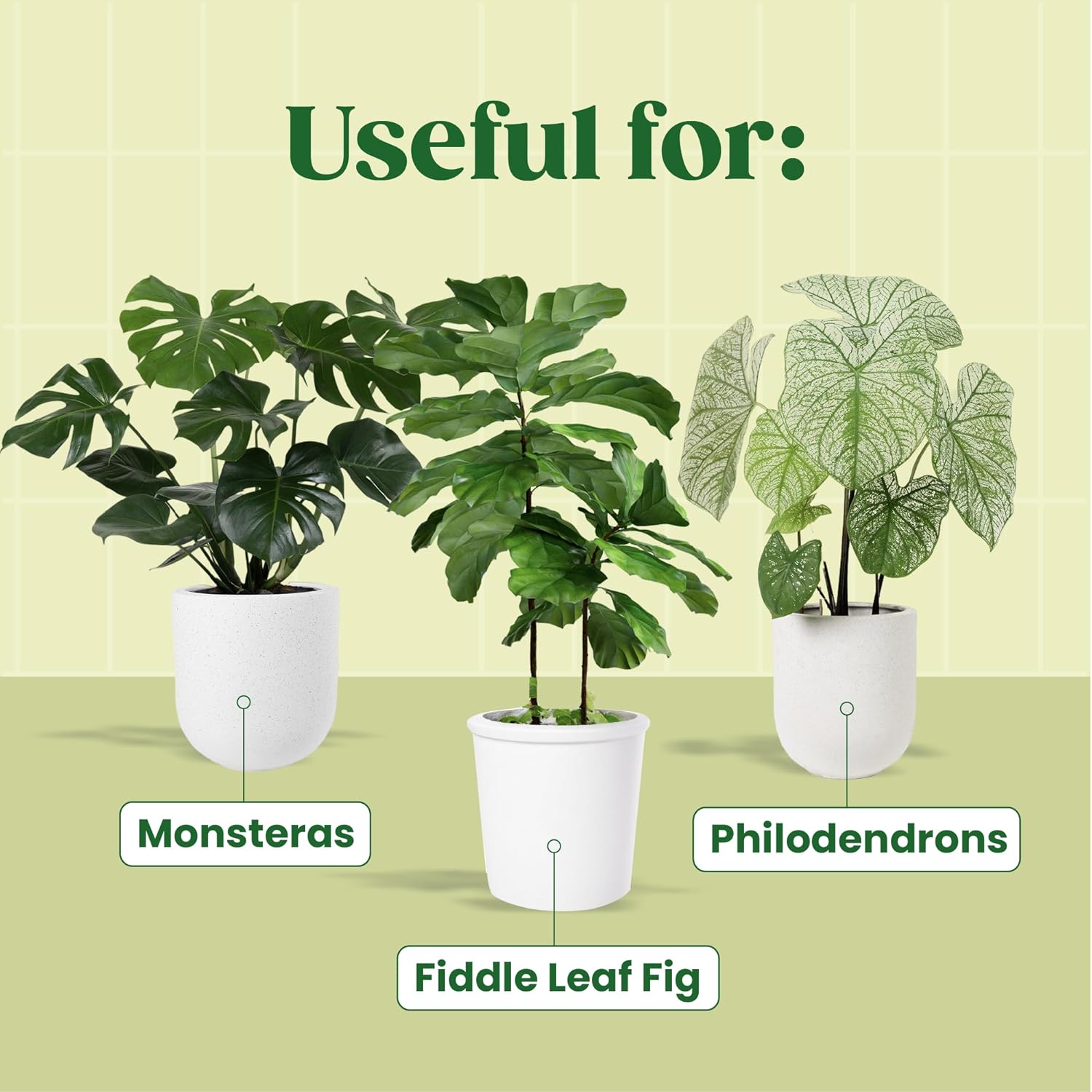 Сыворотка для растений KALOYAN – обзор и цена Fiddle Leaf Fig