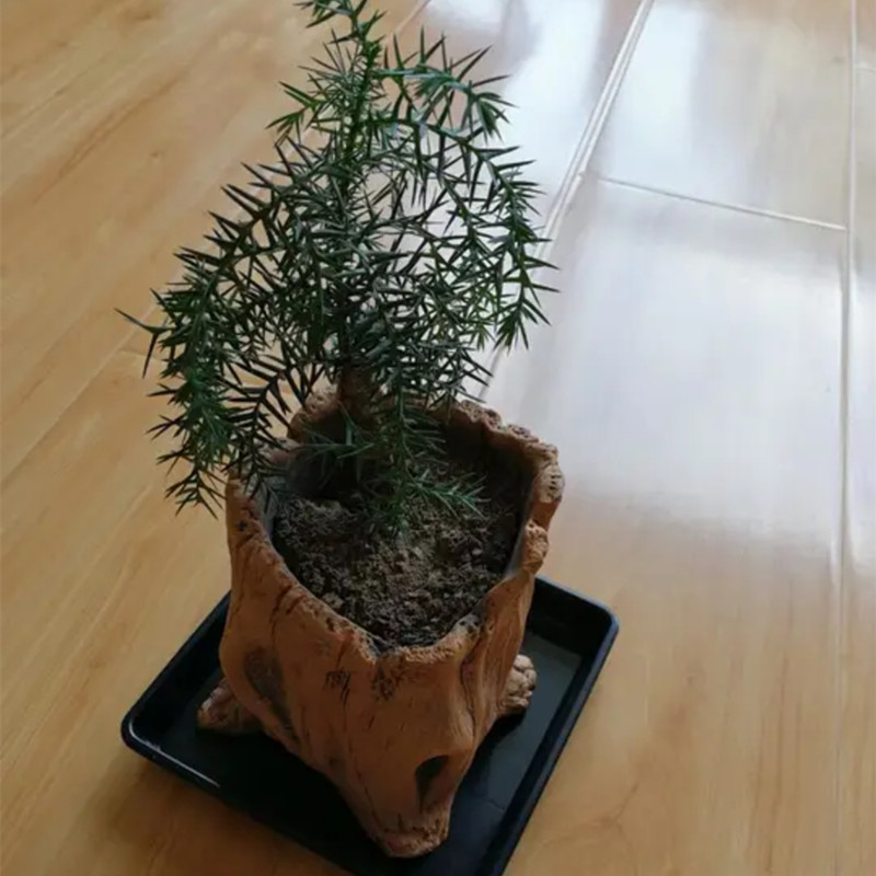 Имитация деревянных кольев, ко – обзор и цена Succulent Set